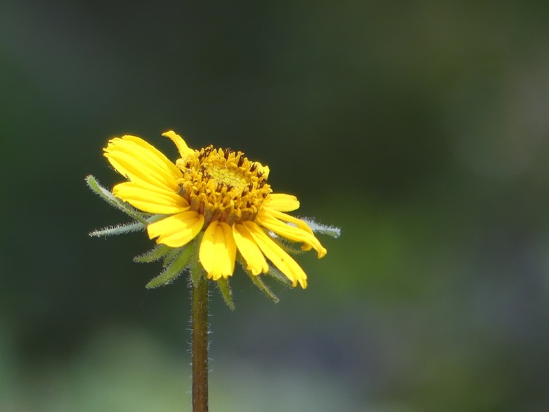 California Helianthella