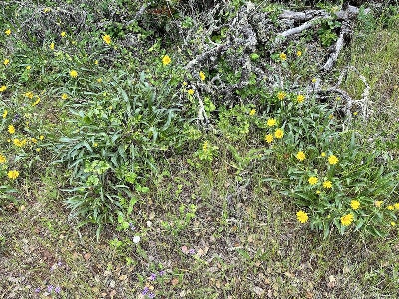 California Helianthella photo 2