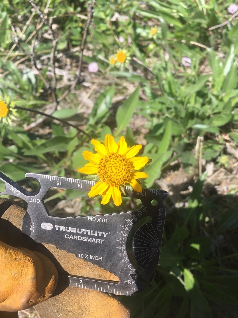 California Helianthella photo 3