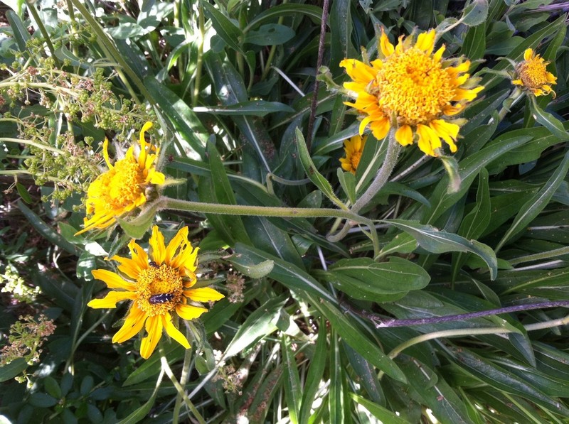 California Helianthella photo 4