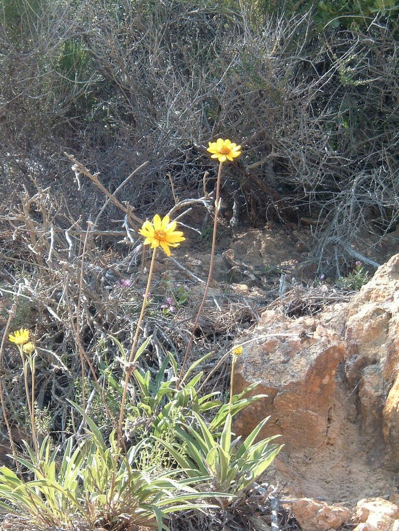 California Helianthella photo 5