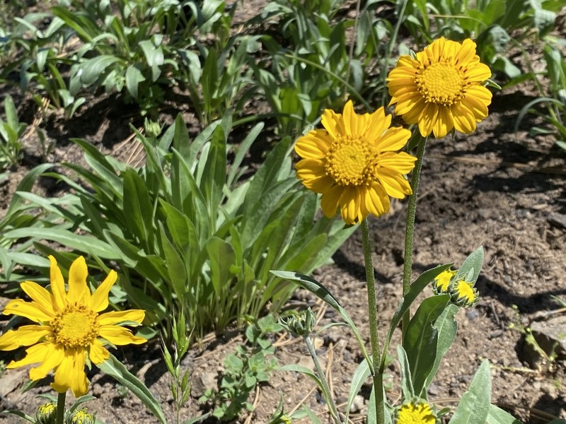 California Helianthella photo 7