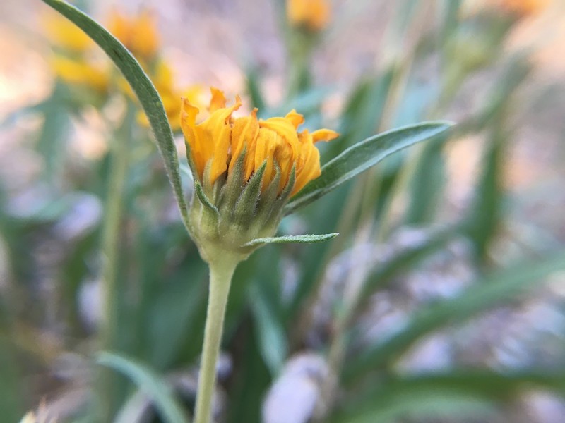California Helianthella photo 8
