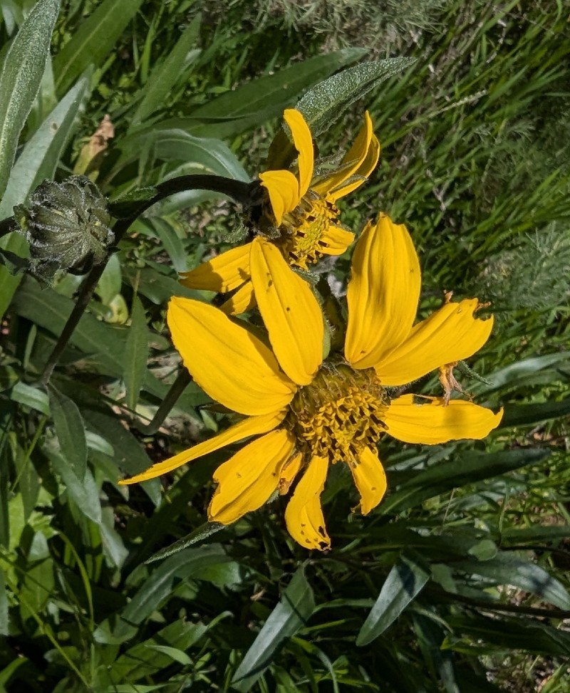 Helianthella californica subsp. californica