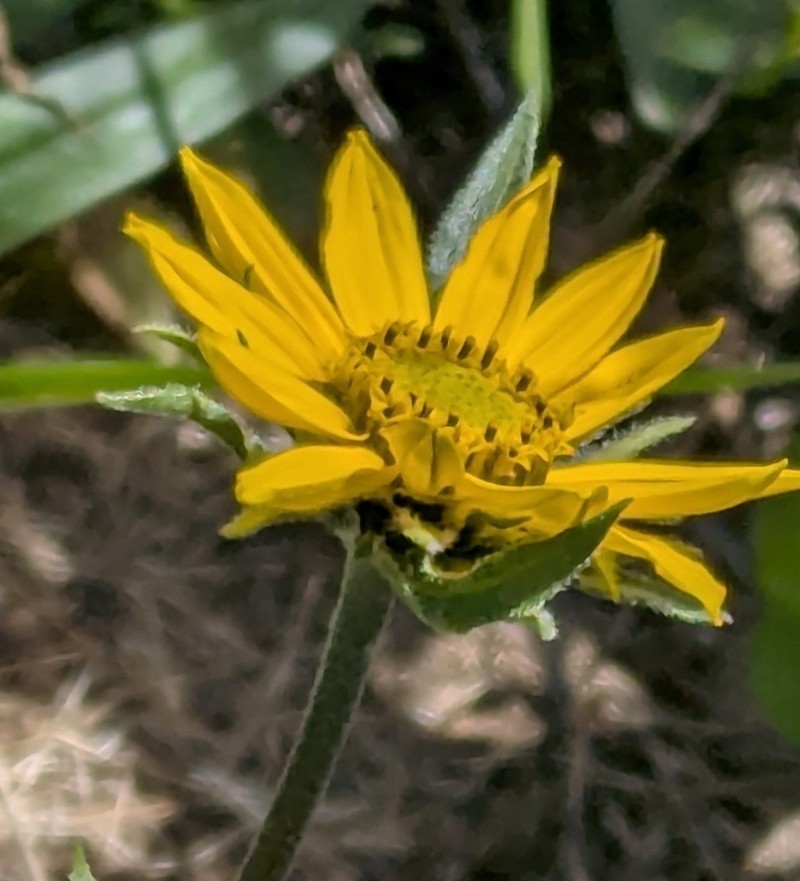 Helianthella californica subsp. californica photo 2