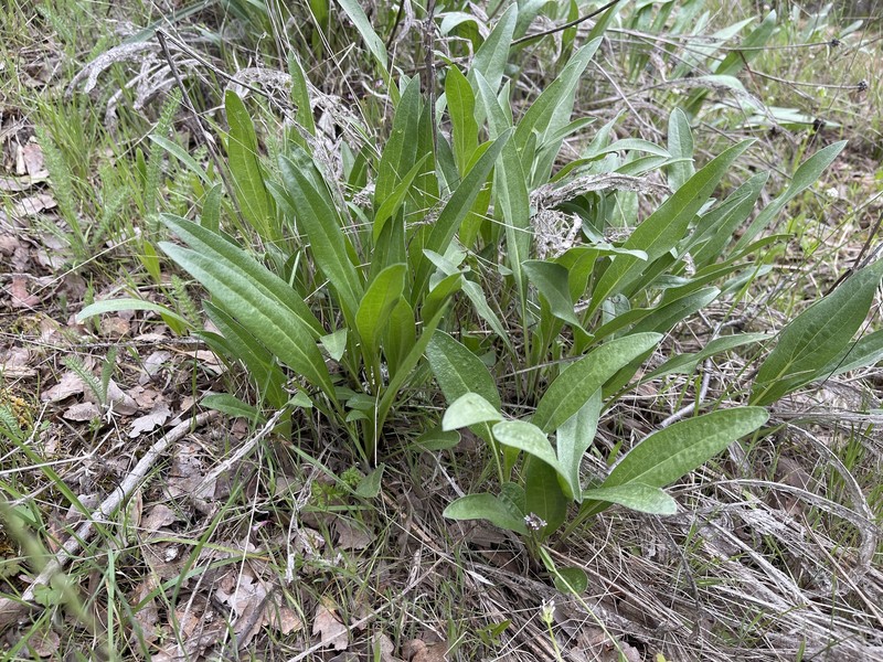 Helianthella californica subsp. californica photo 3