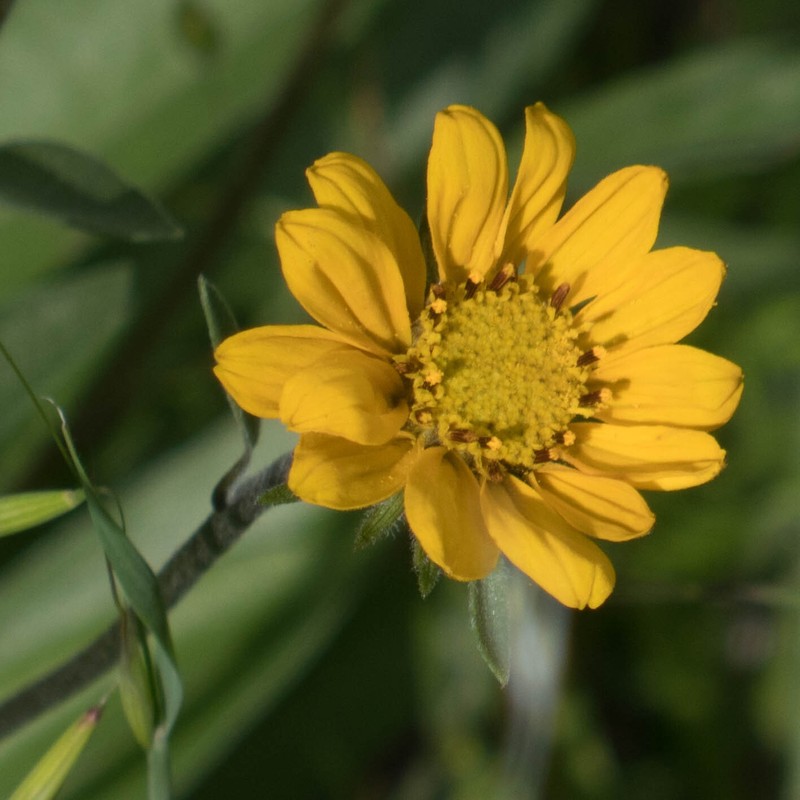 Helianthella californica subsp. californica photo 4