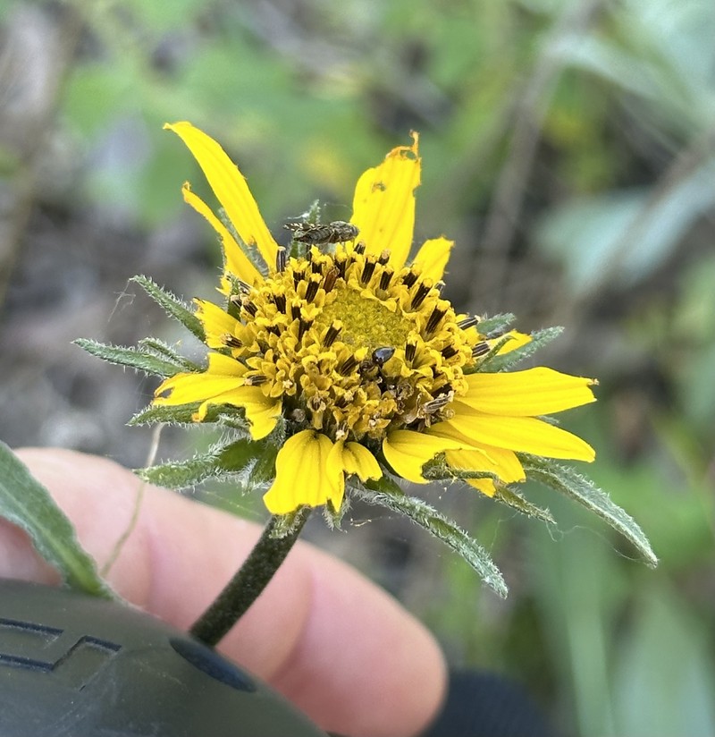 Helianthella californica subsp. californica photo 5