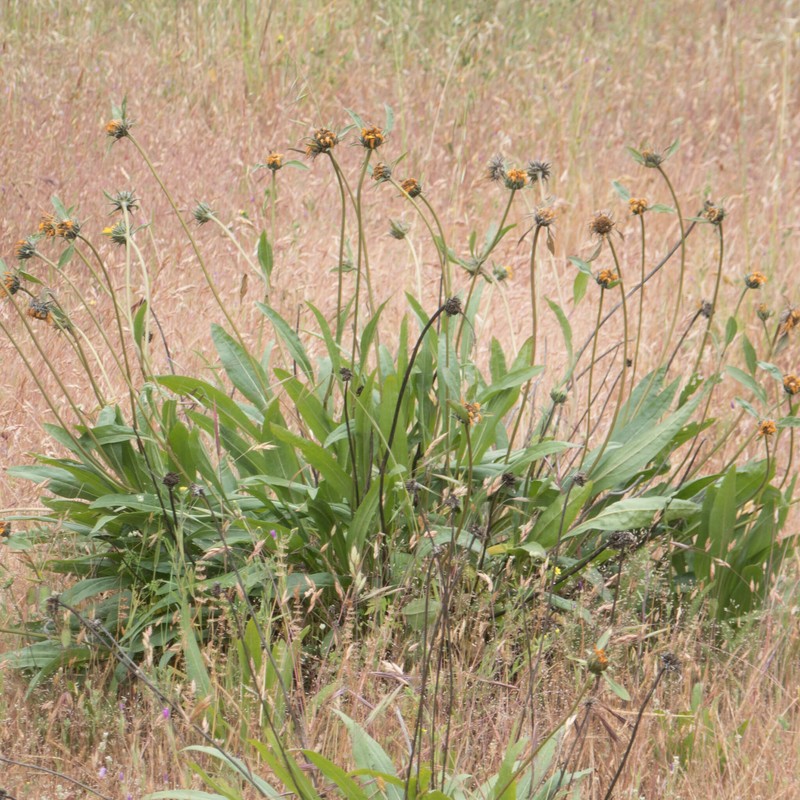 Helianthella californica subsp. californica photo 6