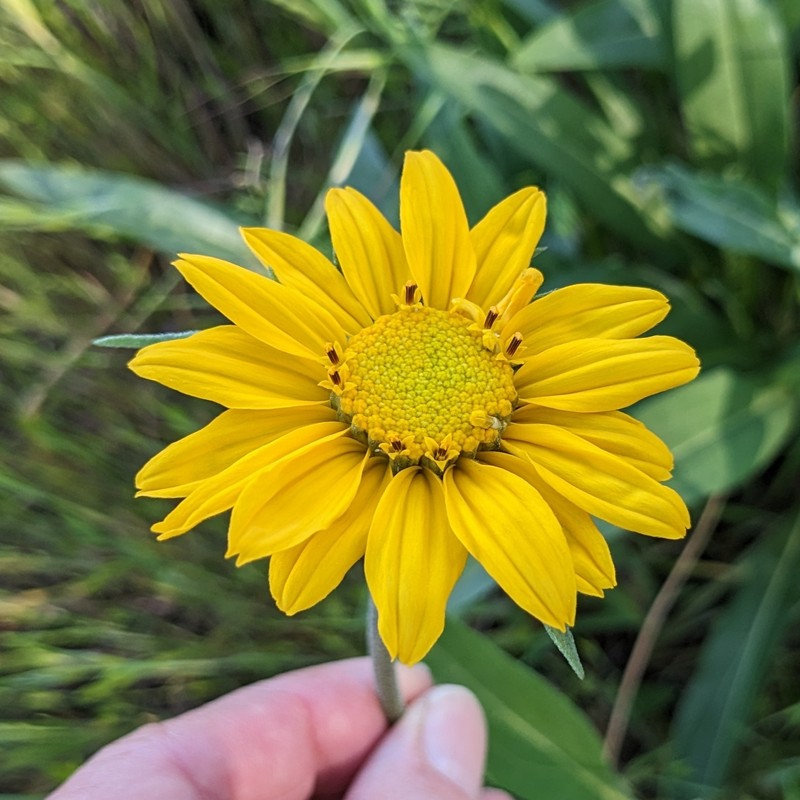 Helianthella californica subsp. californica photo 8