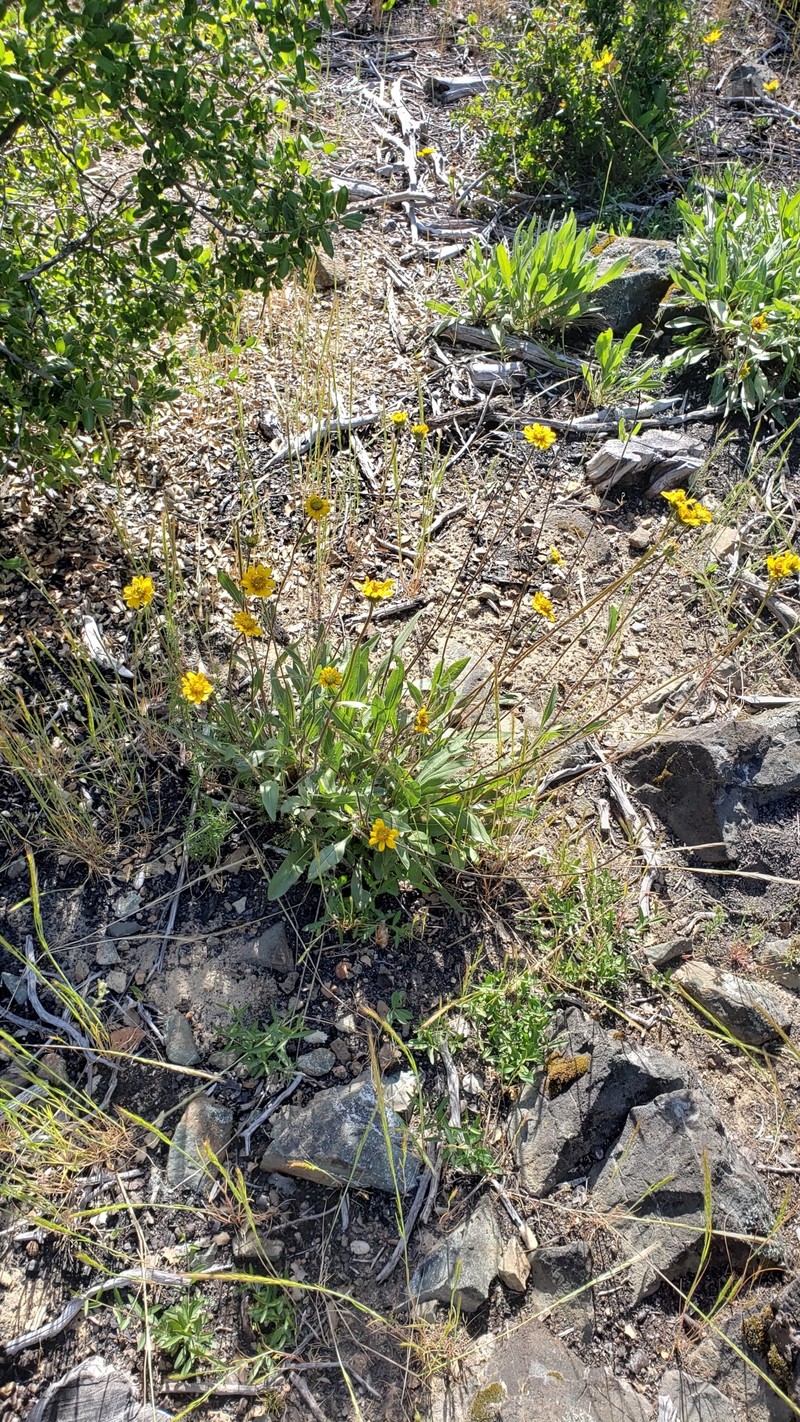Helianthella californica subsp. nevadensis