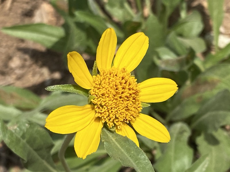 Helianthella californica subsp. nevadensis photo 2