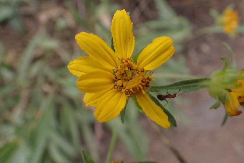 Helianthella californica subsp. nevadensis photo 3