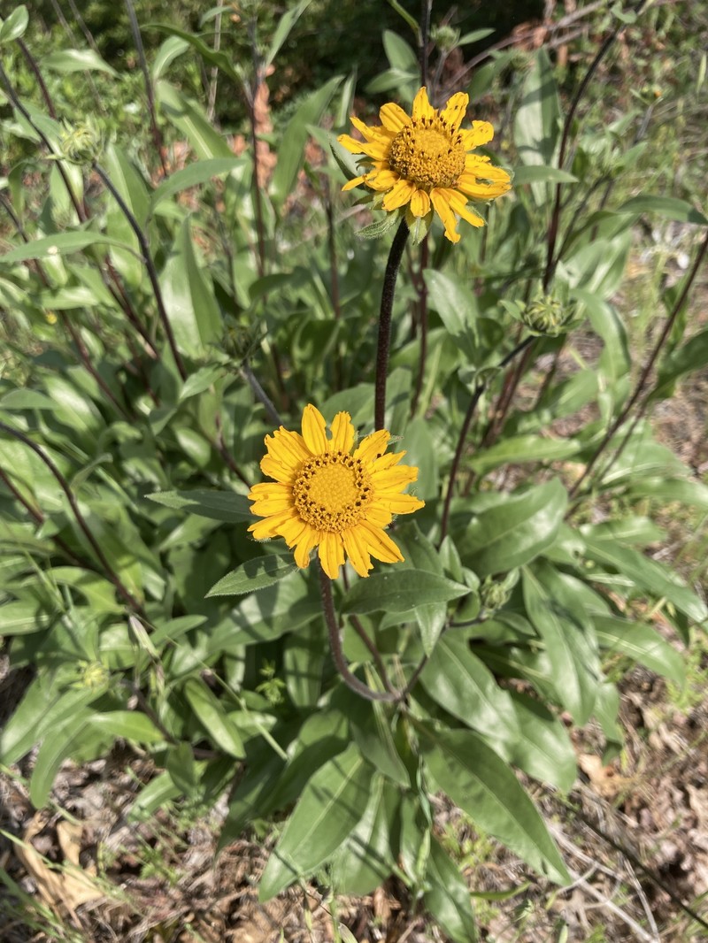 Helianthella californica subsp. nevadensis photo 4