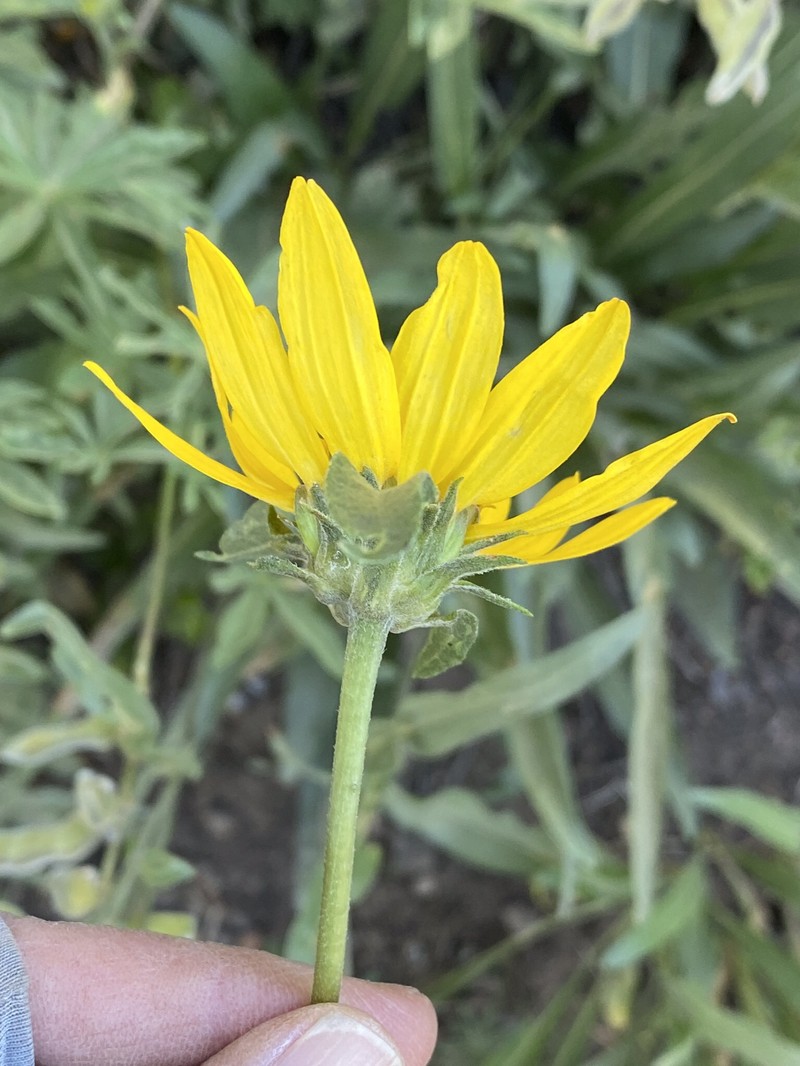 Helianthella californica subsp. nevadensis photo 5