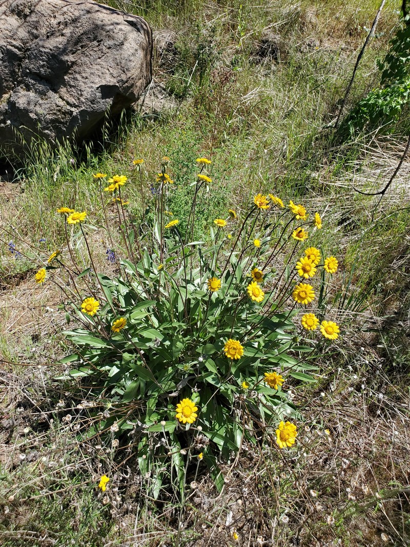 Helianthella californica subsp. nevadensis photo 6