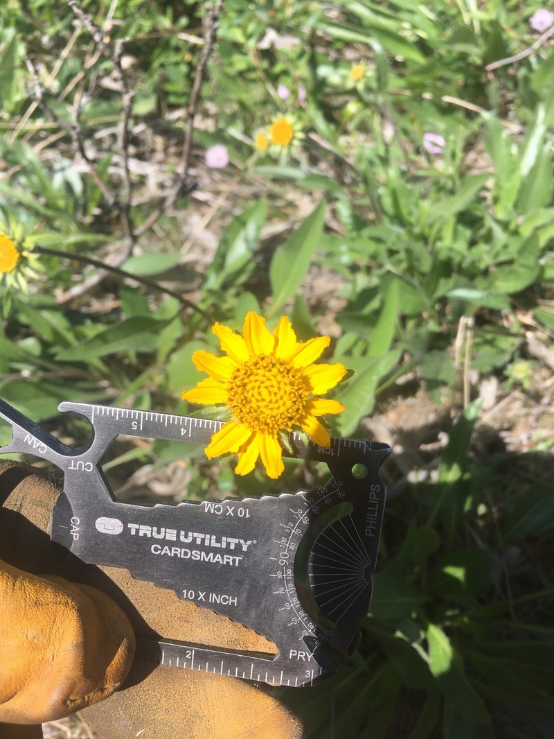 Helianthella californica subsp. nevadensis photo 7