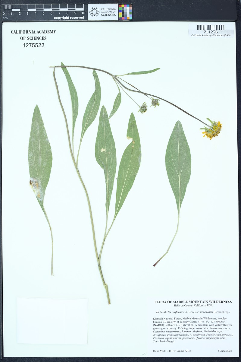 Helianthella californica subsp. nevadensis photo 8