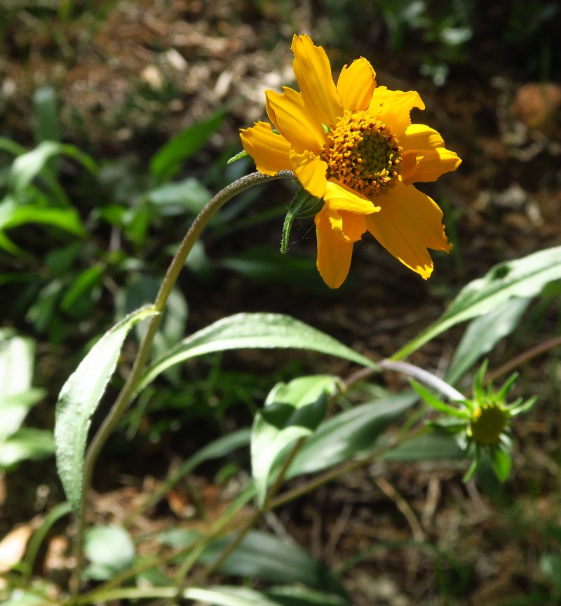 Helianthella californica subsp. shastensis