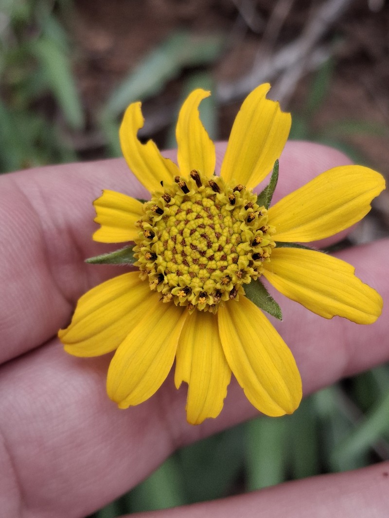 Helianthella californica subsp. shastensis photo 2