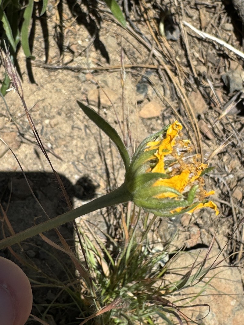 Helianthella californica subsp. shastensis photo 3