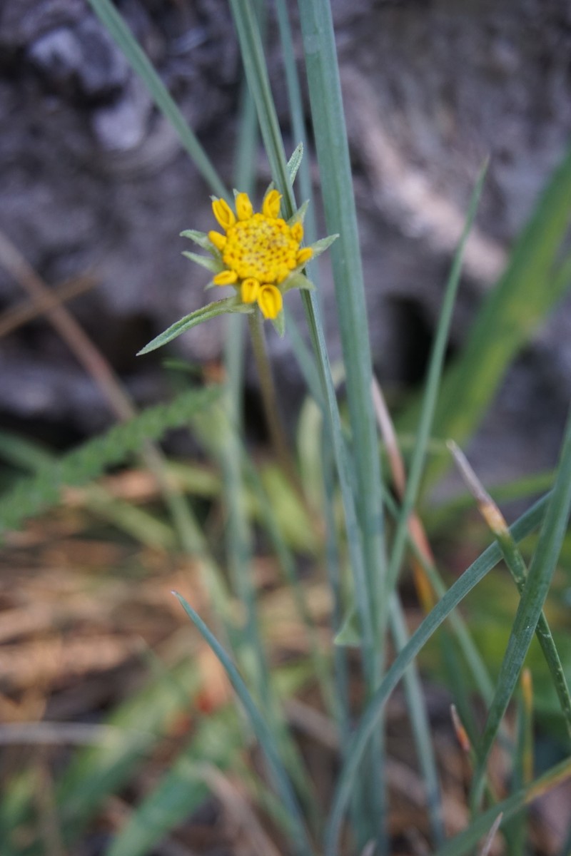 Helianthella californica subsp. shastensis photo 4