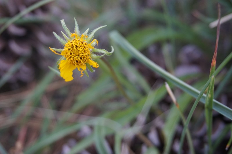 Helianthella californica subsp. shastensis photo 5