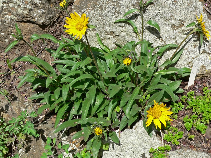 Mt. Diablo Helianthella