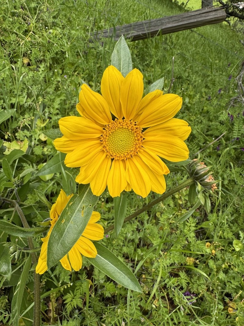 Mt. Diablo Helianthella