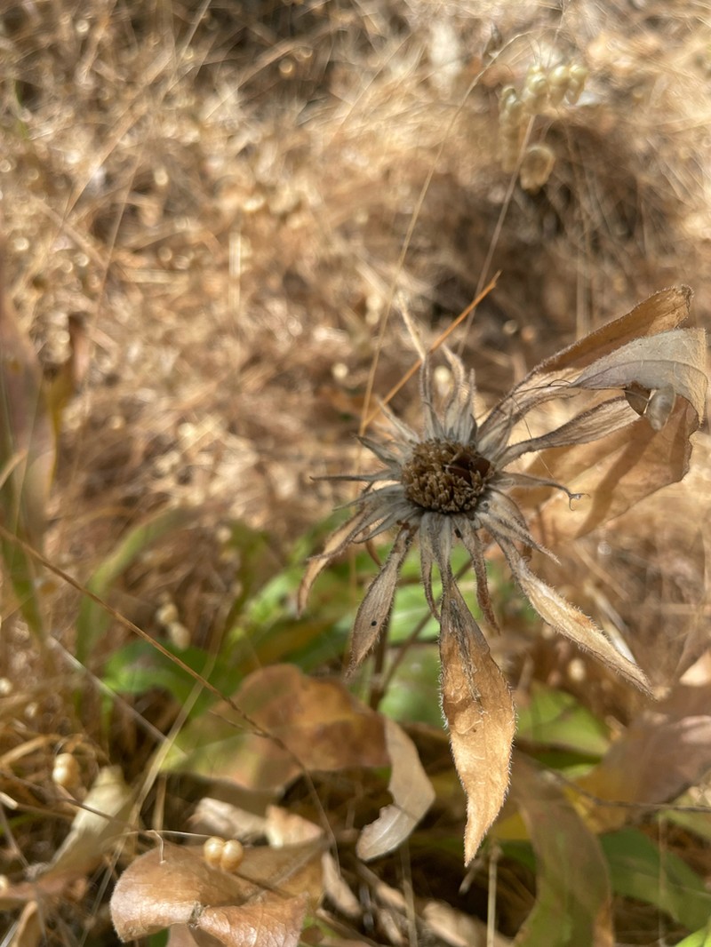 Mt. Diablo Helianthella photo 3