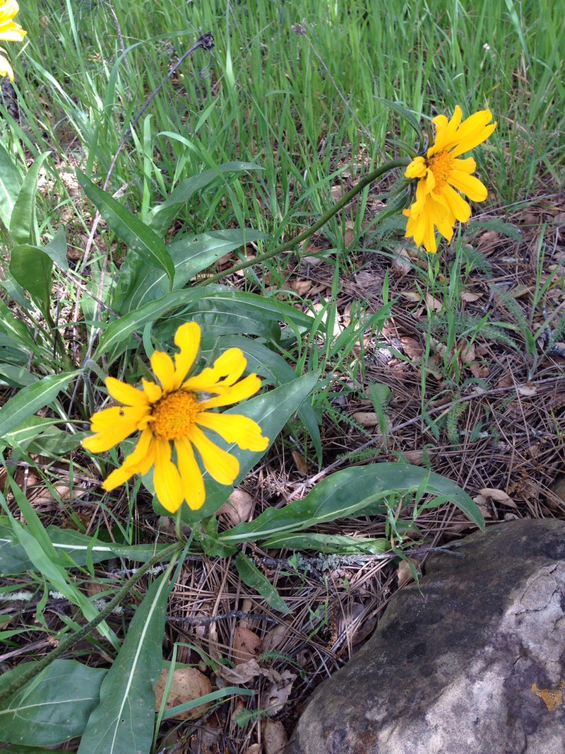 Mt. Diablo Helianthella photo 4