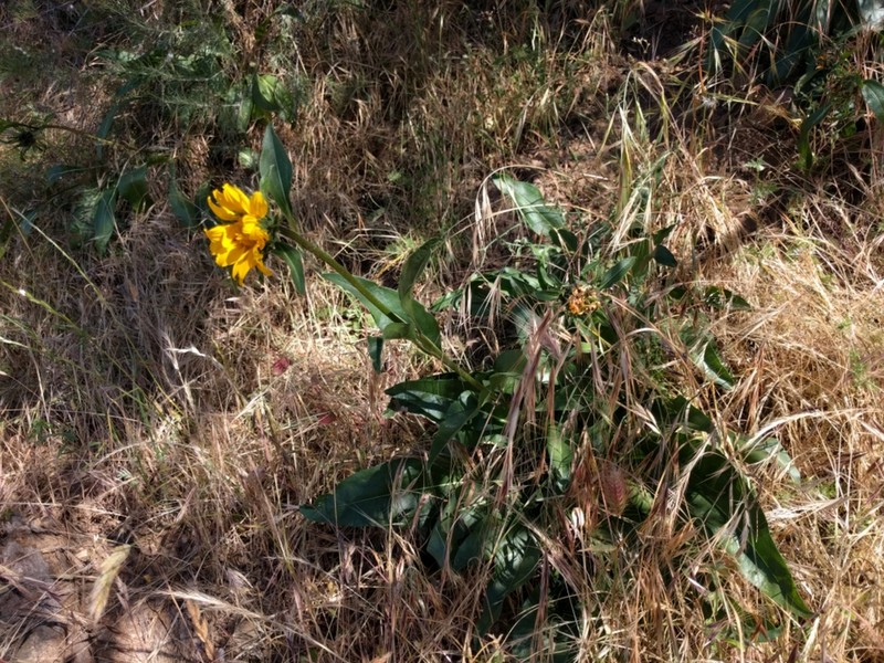 Mt. Diablo Helianthella photo 5