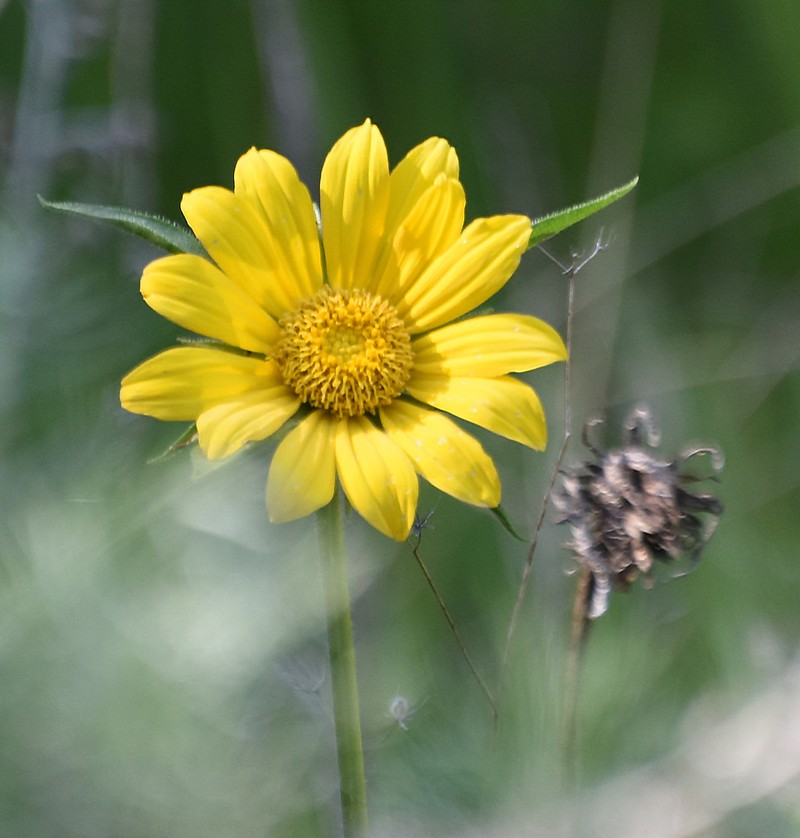 Mt. Diablo Helianthella photo 6