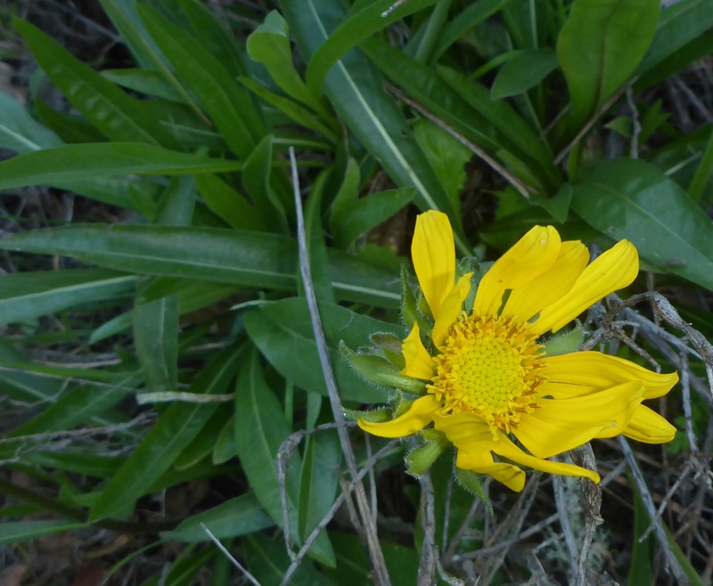 Mt. Diablo Helianthella photo 7