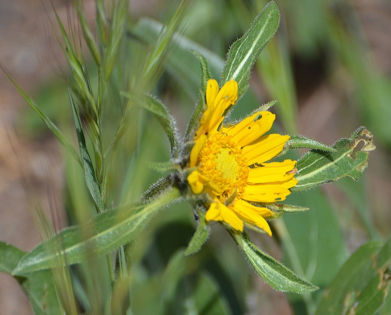 Mt. Diablo Helianthella photo 8