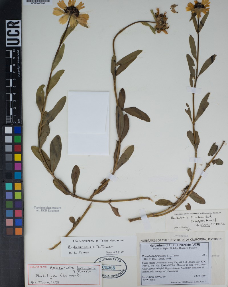 Helianthella durangensis