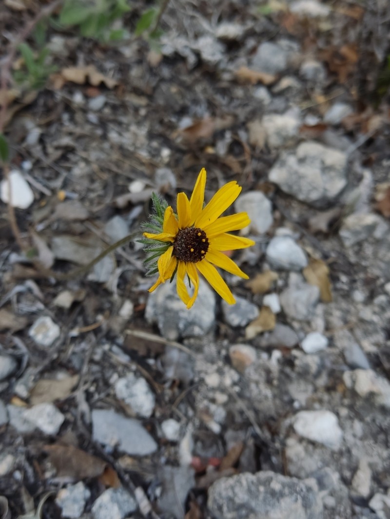 Helianthella gypsophila