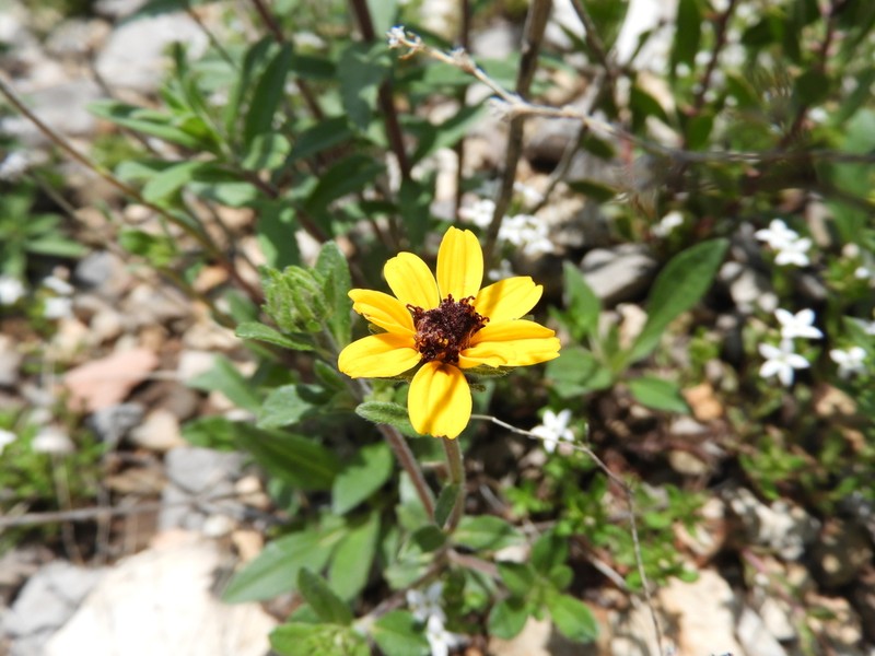 Helianthella gypsophila photo 2