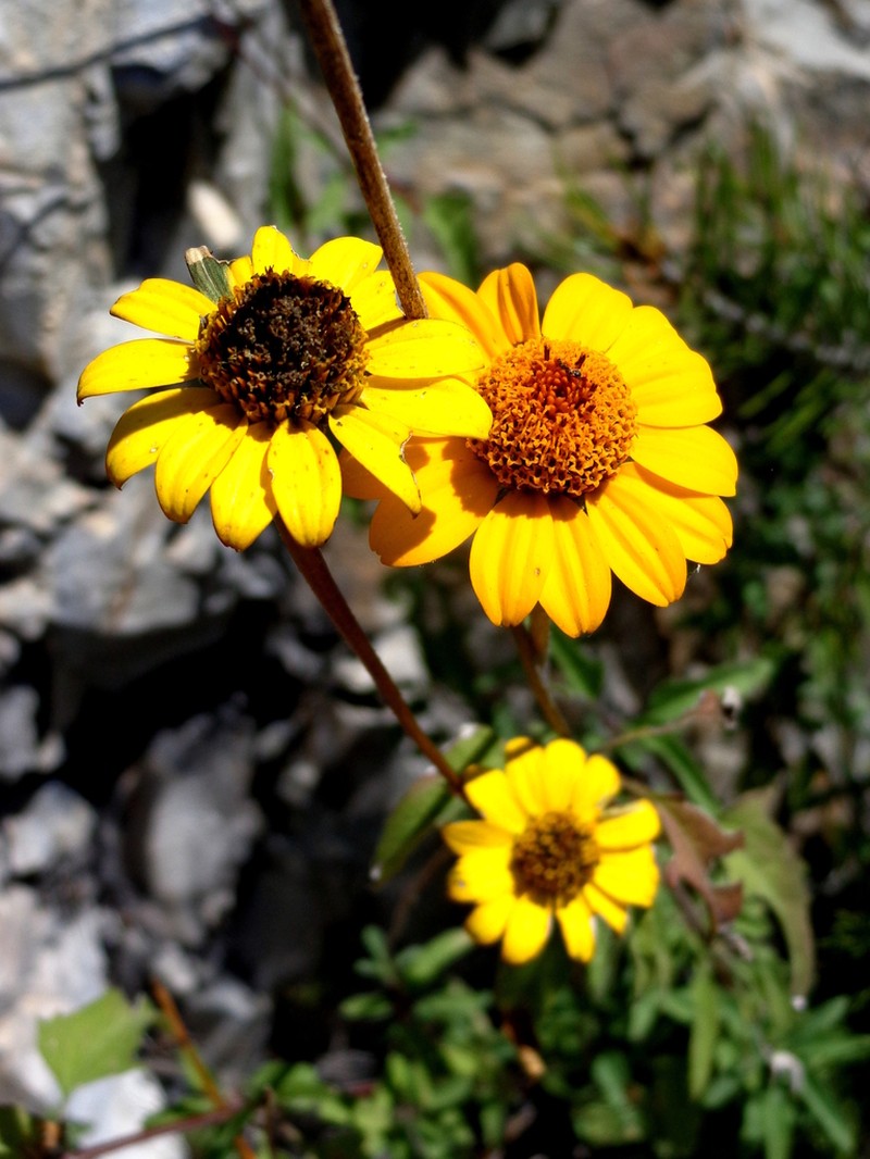 Helianthella gypsophila photo 3