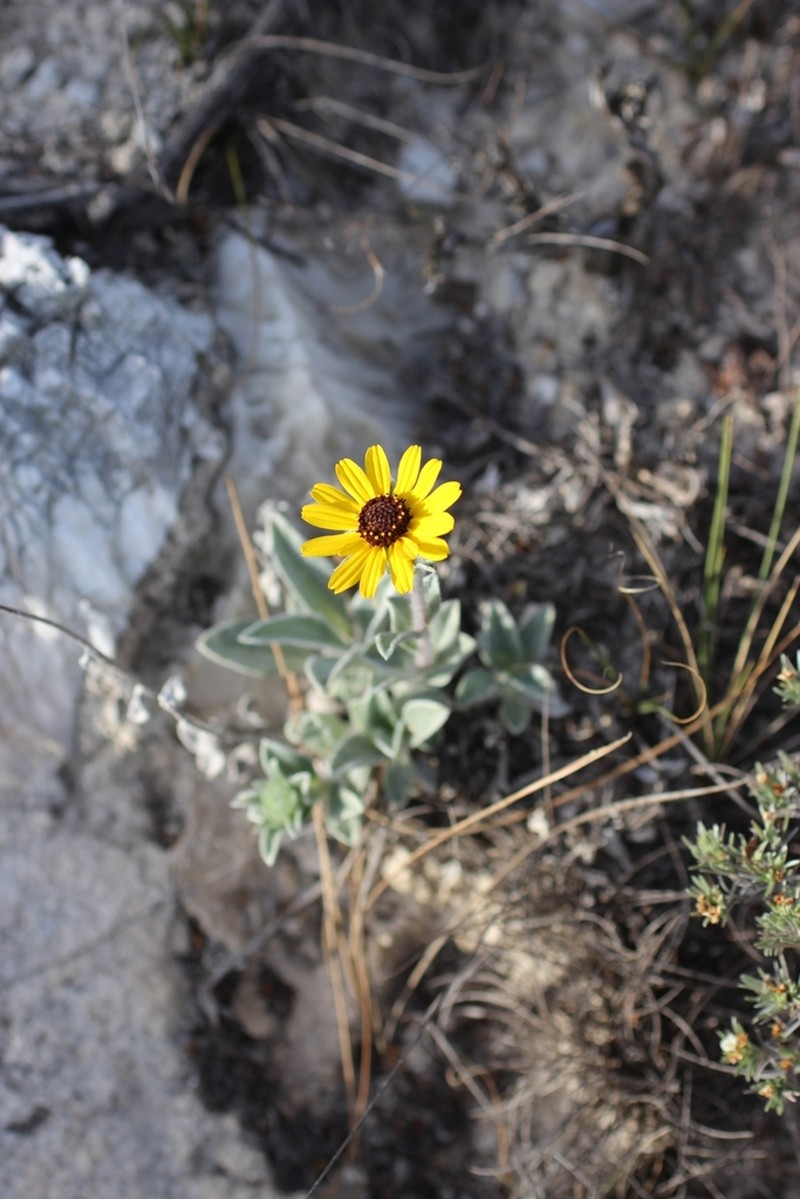 Helianthella gypsophila photo 4
