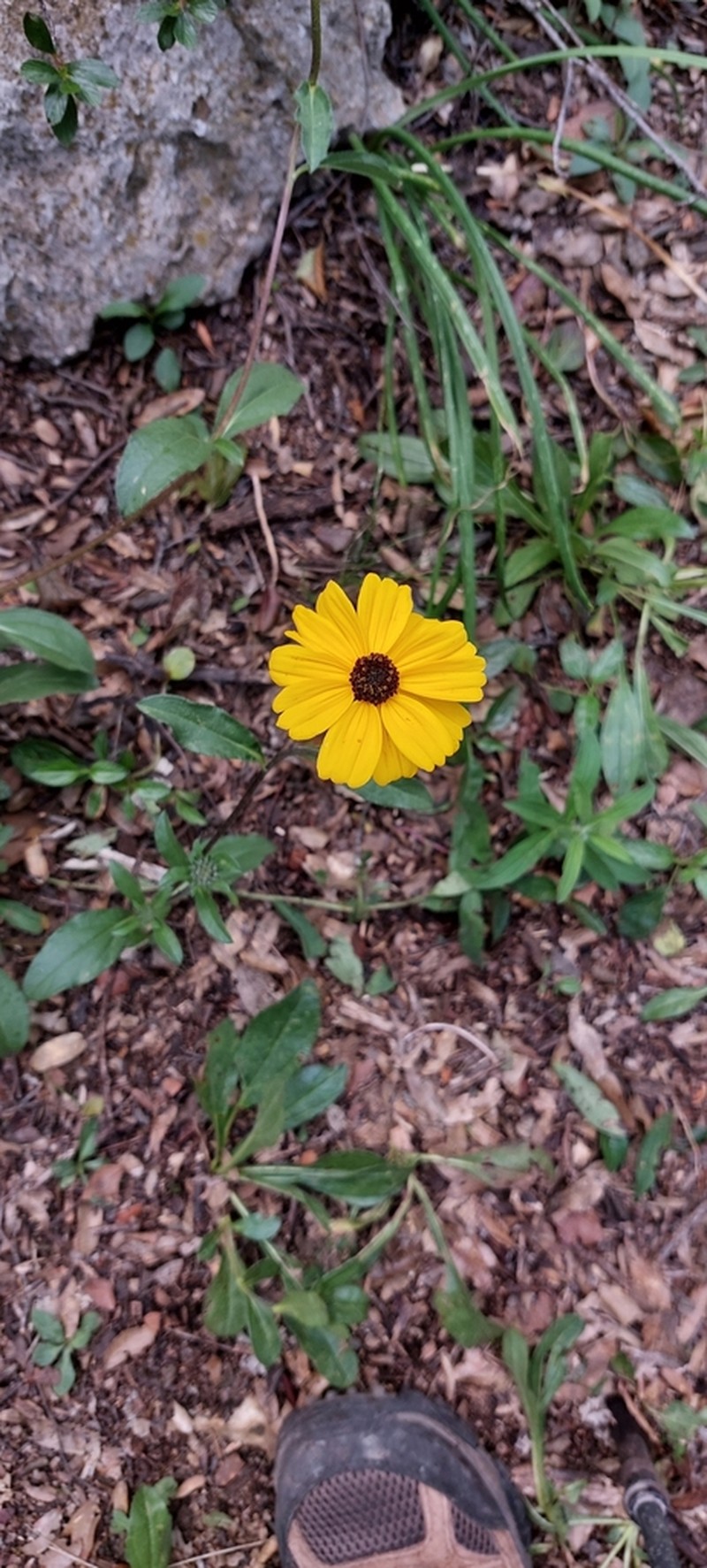 Helianthella gypsophila photo 7