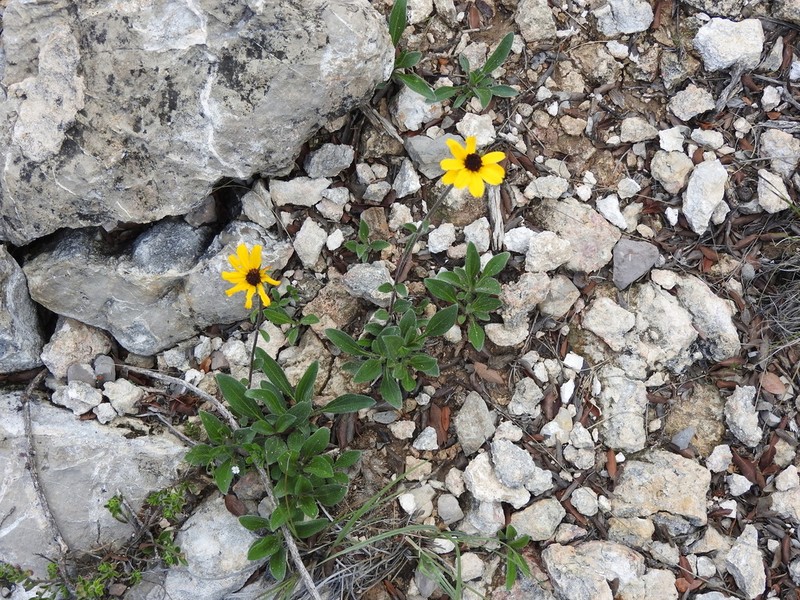 Helianthella gypsophila photo 8