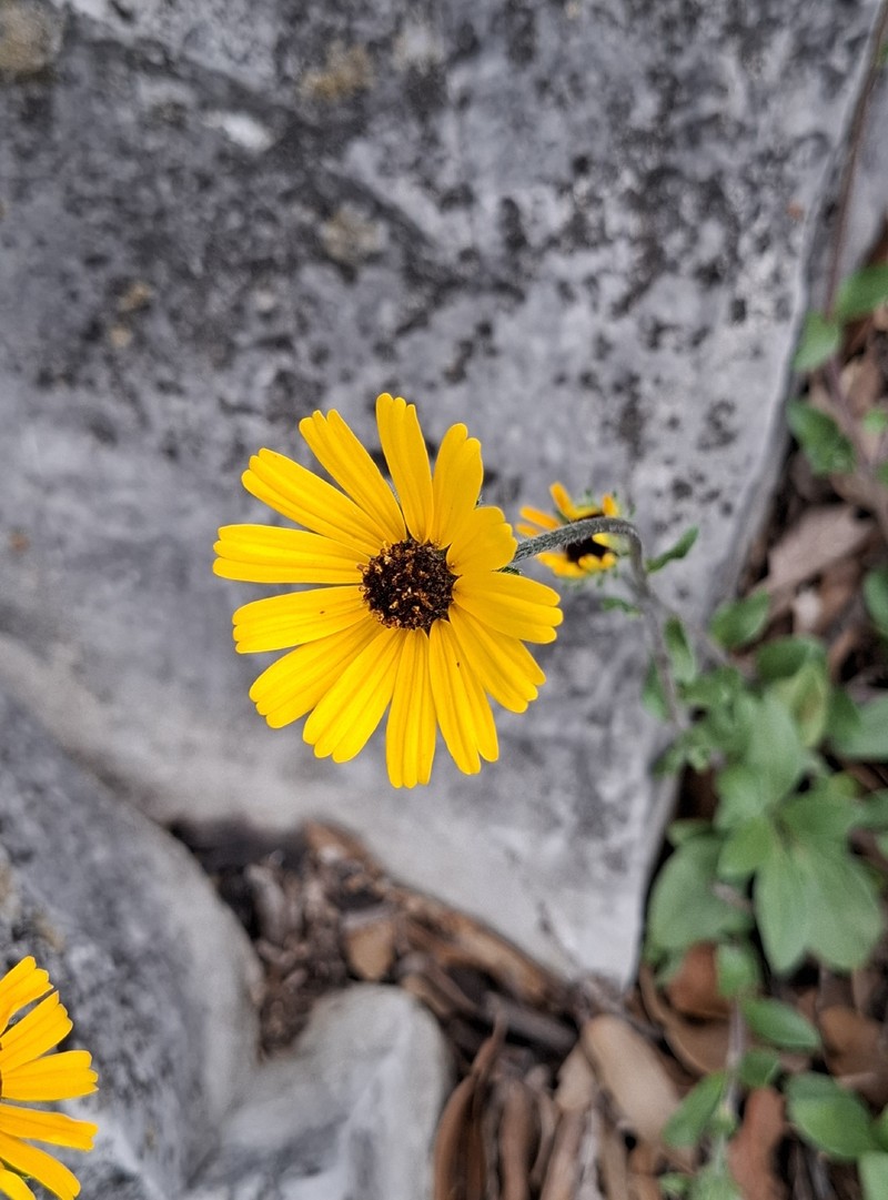 Helianthella gypsophila var. calcarea