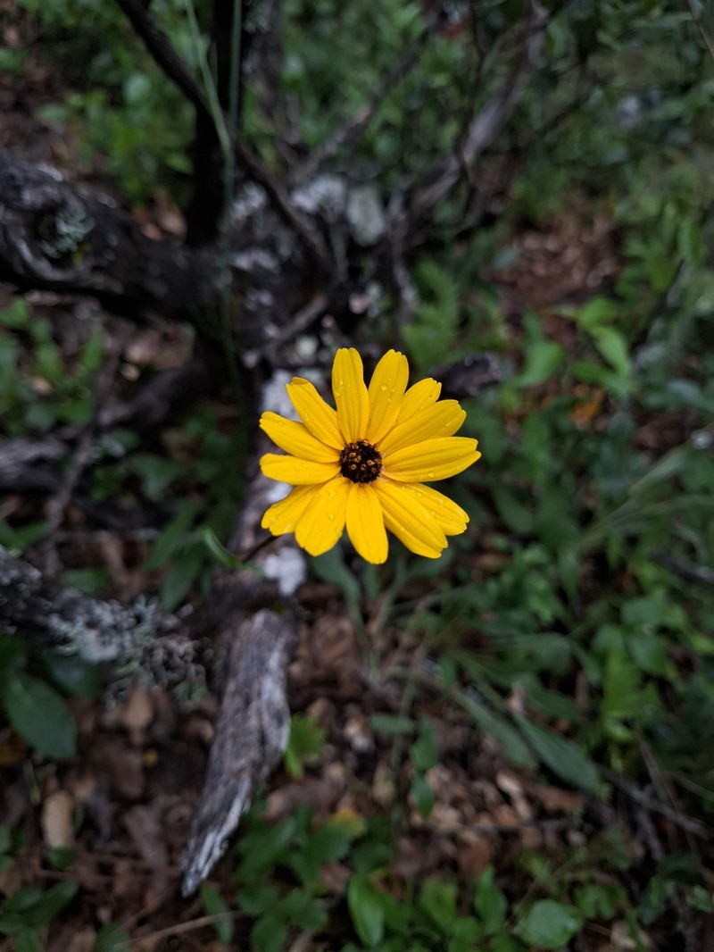 Helianthella gypsophila var. calcarea photo 2