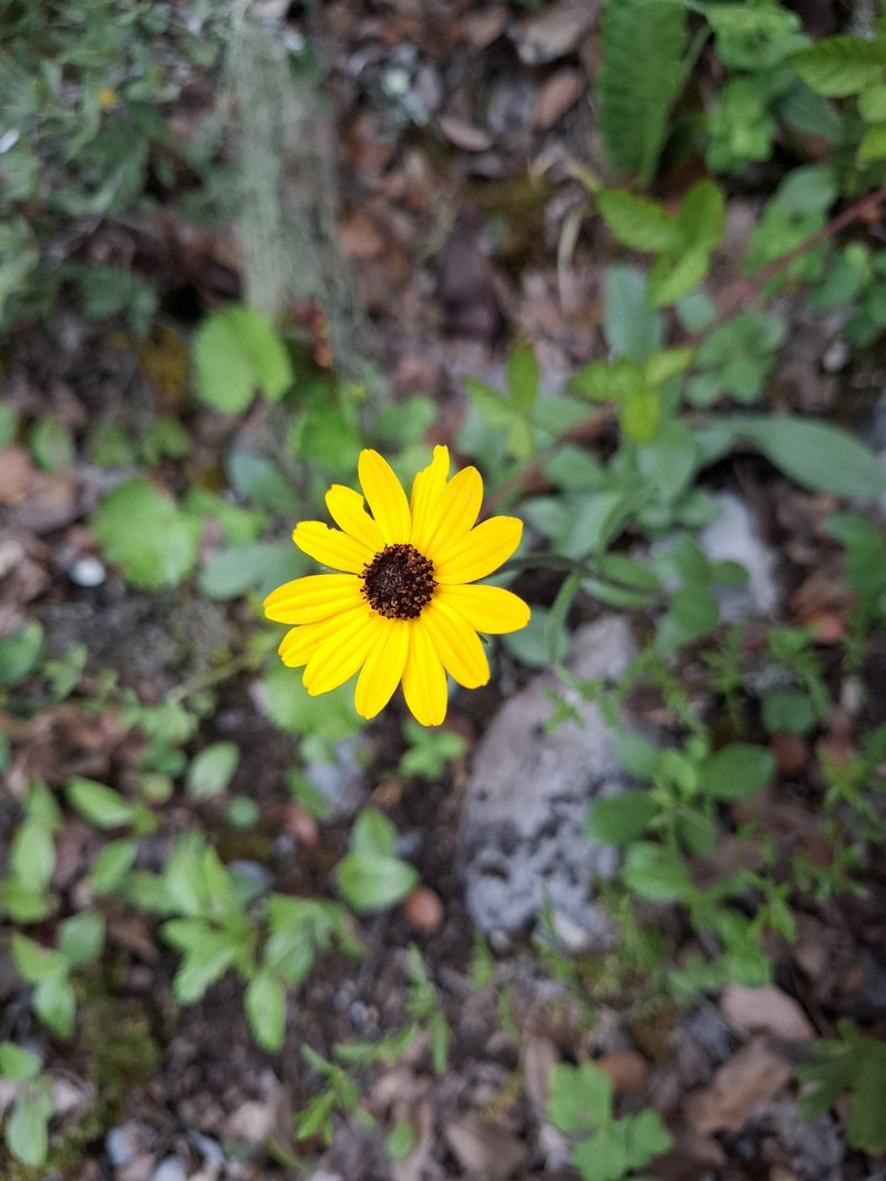 Helianthella gypsophila var. calcarea photo 3