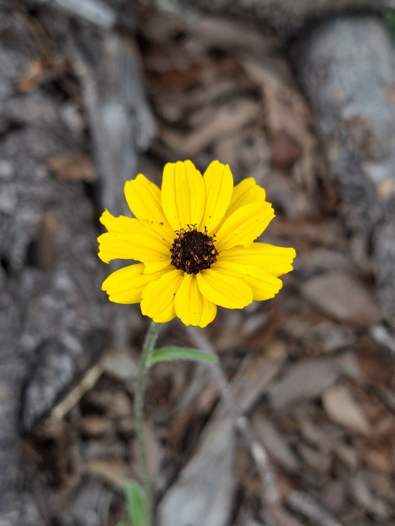 Helianthella gypsophila var. calcarea photo 4
