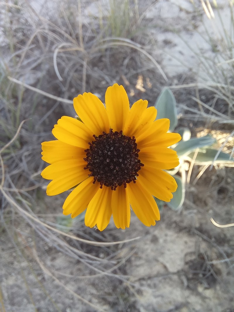 Helianthella gypsophila var. gypsophila