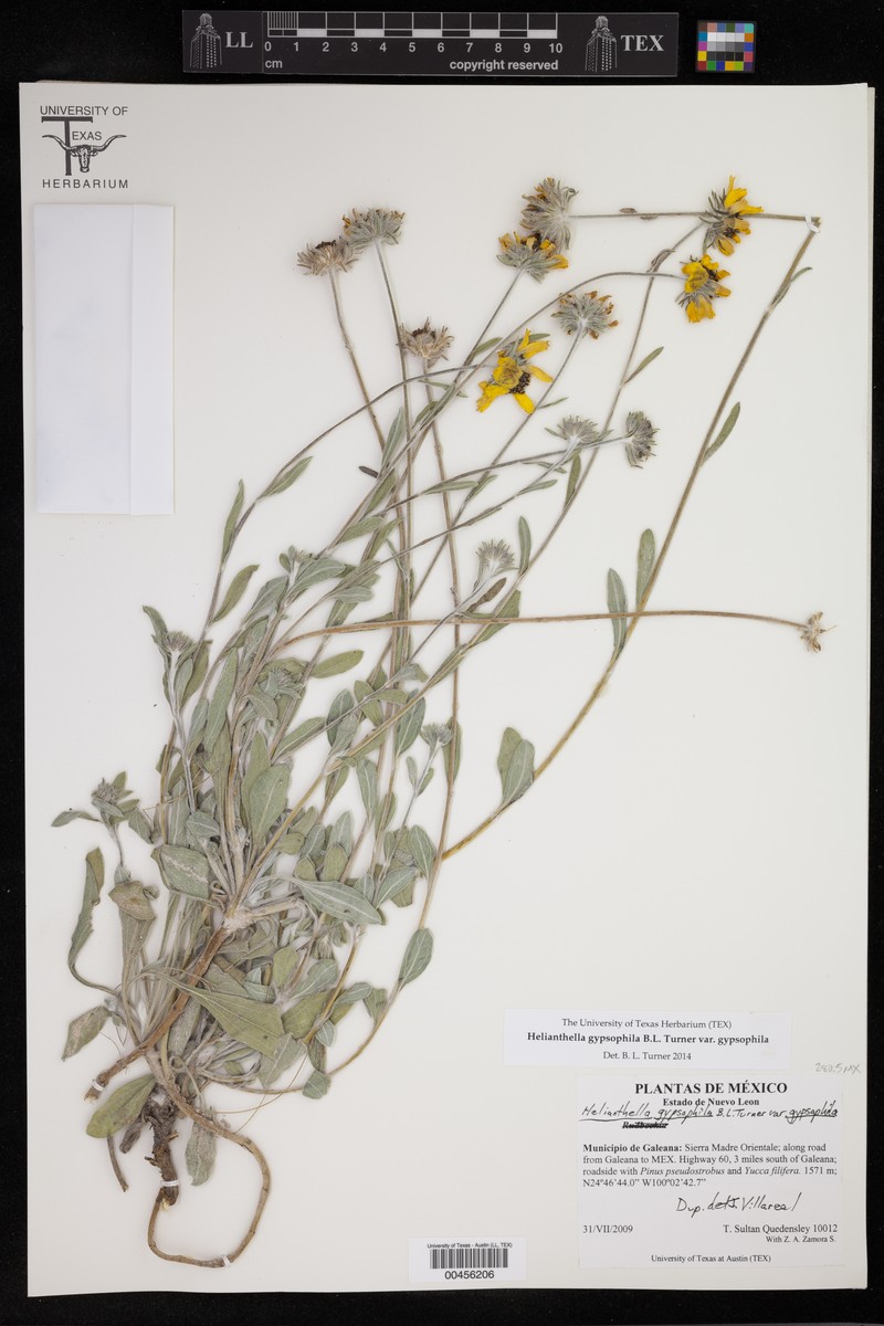Helianthella gypsophila var. gypsophila photo 2