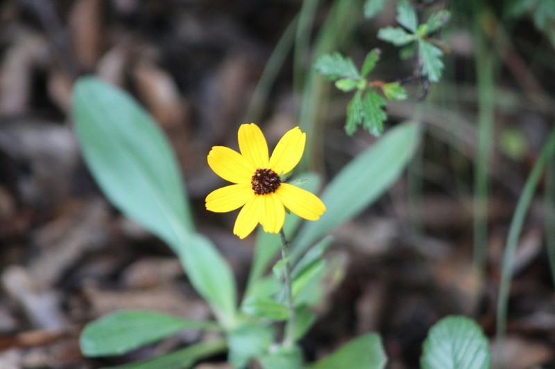 Helianthella mexicana