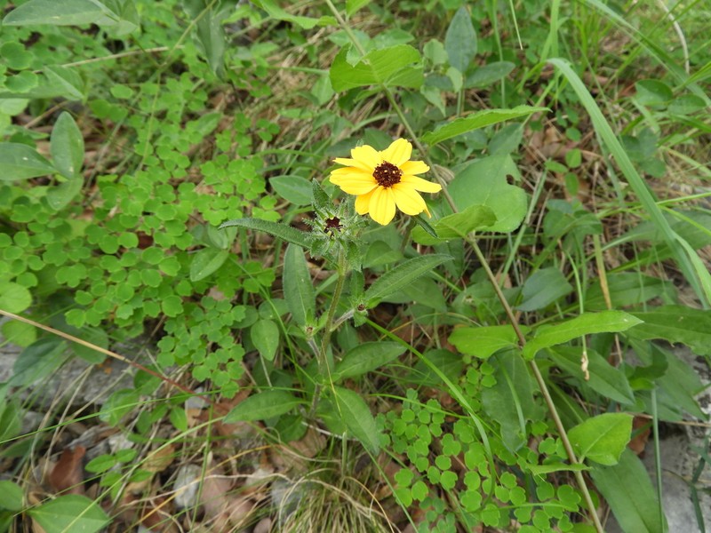 Helianthella mexicana photo 2